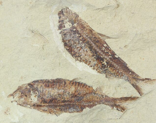 Fossil Fish (Gosiutichthys) Pair - Lake Gosiute #51948